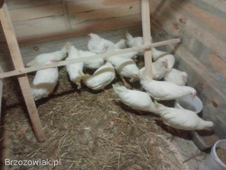 Kury Leghorny 21 tygodnie kokoszki młode