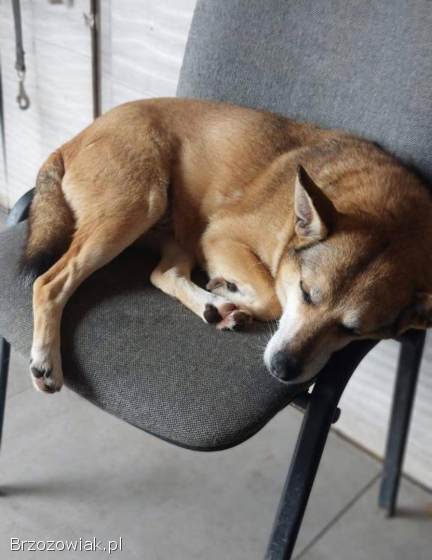 Cudowna Helcia,  delikatna,  wrażliwa sunia