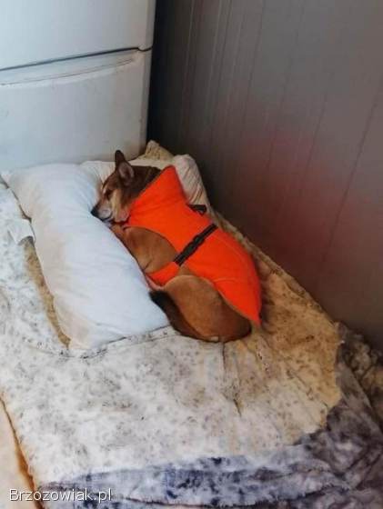 Cudowna Helcia,  delikatna,  wrażliwa sunia