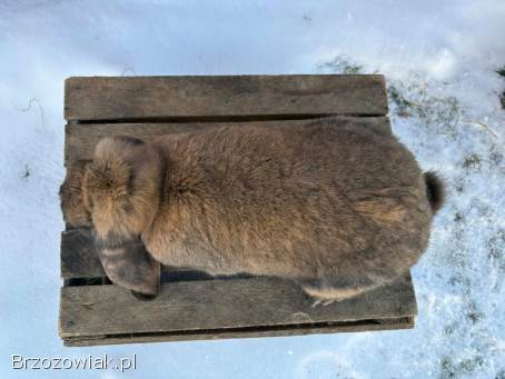 Baran francuski madagaskarowy samice