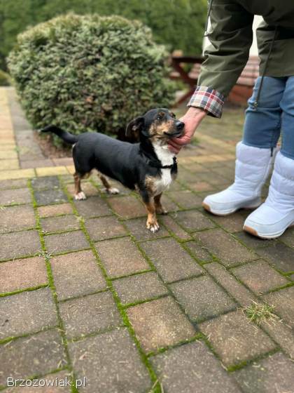 Dwie nakolankowe sunie jamnik mix szukają domu!