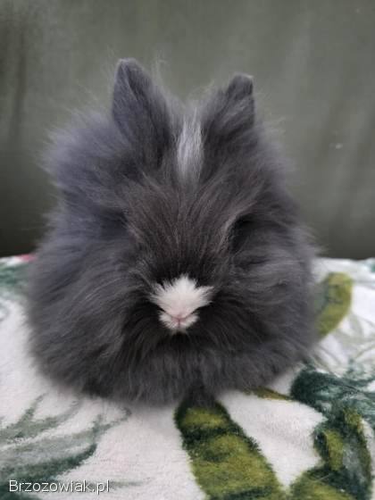 Królik miniaturka teddy