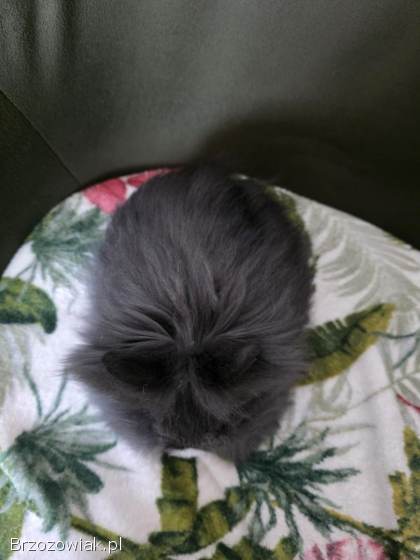 Królik miniaturka teddy