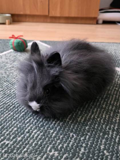 Królik miniaturka teddy