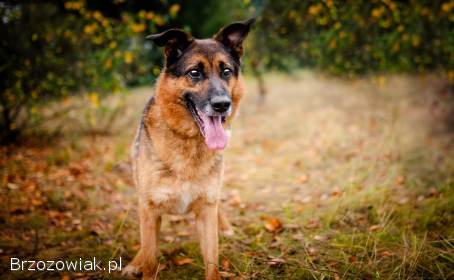 Lizak -  mądry,  łagodny,  kochający pies BŁAGA o dom!