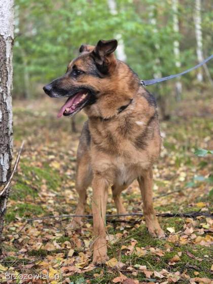 Lizak -  mądry,  łagodny,  kochający pies BŁAGA o dom!