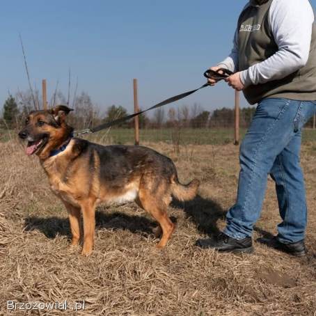 Lizak -  mądry,  łagodny,  kochający pies BŁAGA o dom!