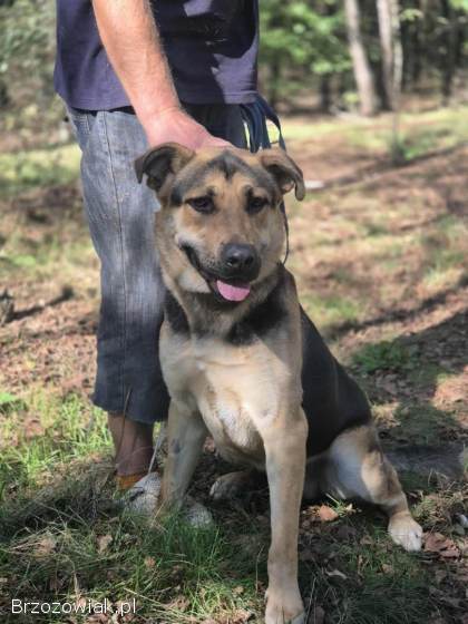 Magnus -  duży pies o wielkim sercu szuka domu!