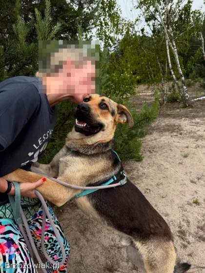 Magnus -  duży pies o wielkim sercu szuka domu!