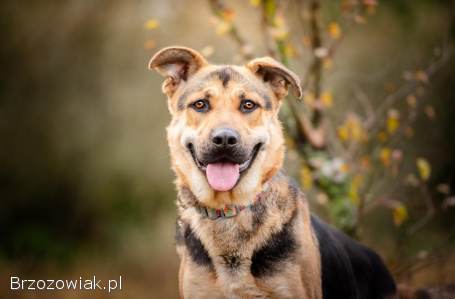 Magnus -  duży pies o wielkim sercu szuka domu!
