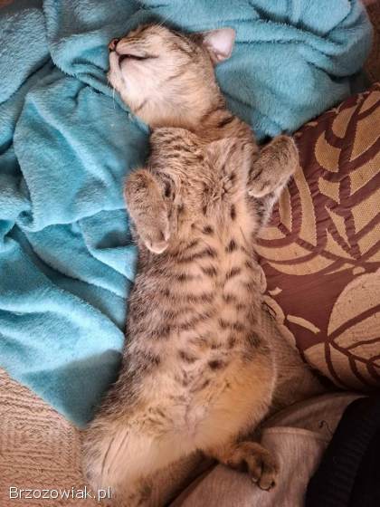 Rysia -  9 miesięczna koteczka do adopcji