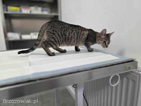 Rysia -  9 miesięczna koteczka do adopcji