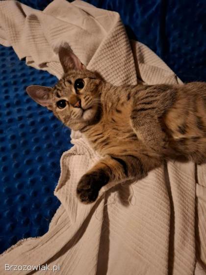 Rysia -  9 miesięczna koteczka do adopcji