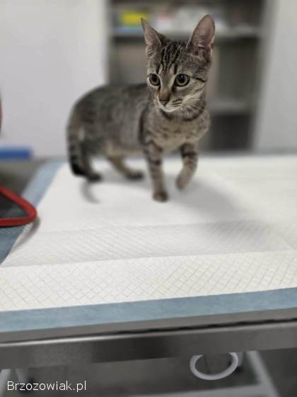 Rysia -  9 miesięczna koteczka do adopcji