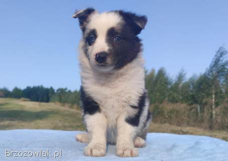 Prześliczna Suczka BORDER COLLIE -  pełna dok.  super rodzice