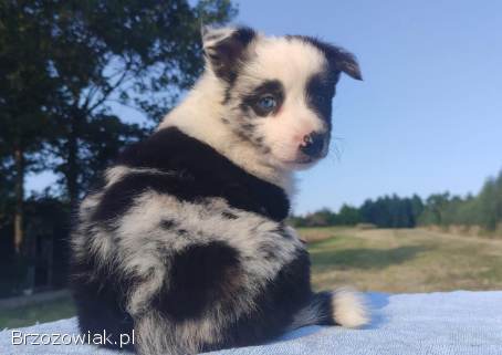 Prześliczna Suczka BORDER COLLIE -  pełna dok.  super rodzice