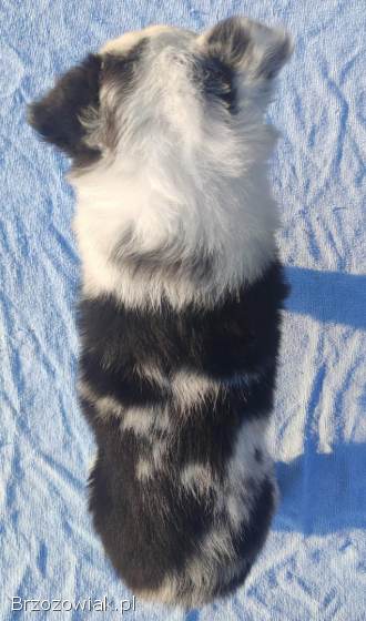 Prześliczna Suczka BORDER COLLIE -  pełna dok.  super rodzice