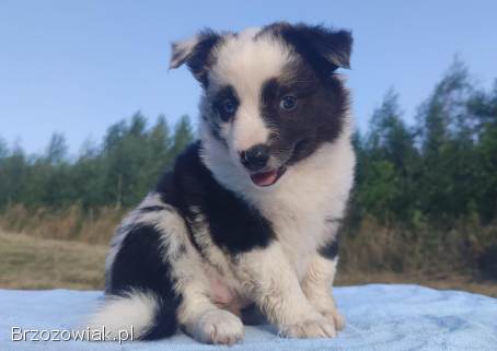Prześliczna Suczka BORDER COLLIE -  pełna dok.  super rodzice