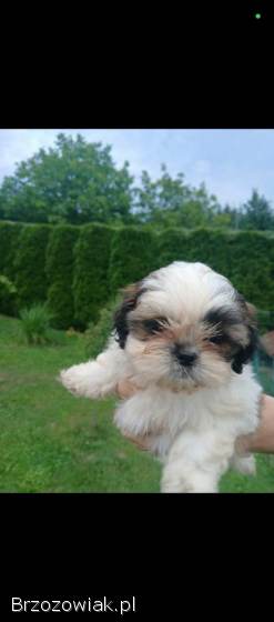 Shih tzu