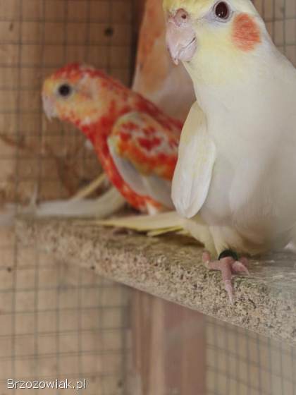 Papuga Papugi