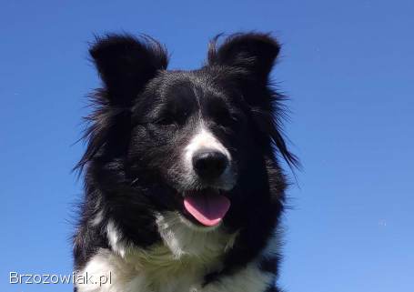 Przepiękna suczka BORDER COLLIE -  dokumenty hod,  badania rodz.