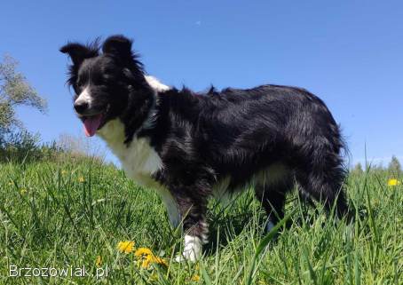 Przepiękna suczka BORDER COLLIE -  dokumenty hod,  badania rodz.