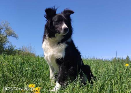 Przepiękna suczka BORDER COLLIE -  dokumenty hod,  badania rodz.