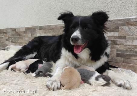 Przepiękna suczka BORDER COLLIE -  dokumenty hod,  badania rodz.
