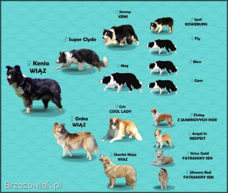 Przepiękna suczka BORDER COLLIE -  dokumenty hod,  badania rodz.