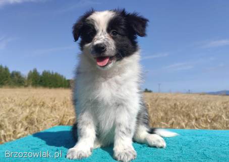 Przepiękna suczka BORDER COLLIE -  dokumenty hod,  badania rodz.