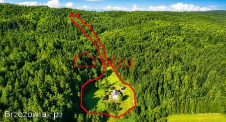 Leśna enklawa w Orzechówce 1,  6 ha
