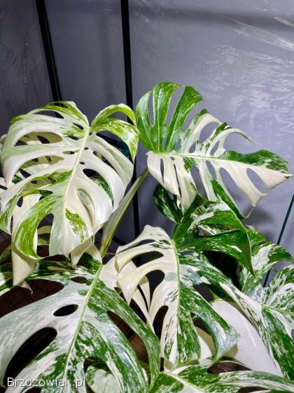 Monstery variegaty.