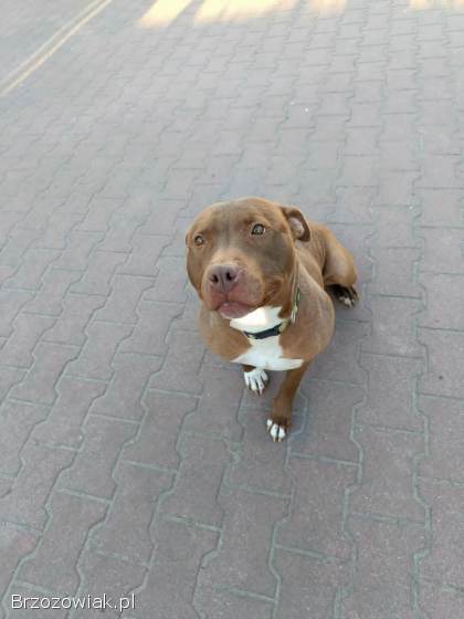 Megi -  wyjątkowa sunia w typie pitbulla szuka domu!