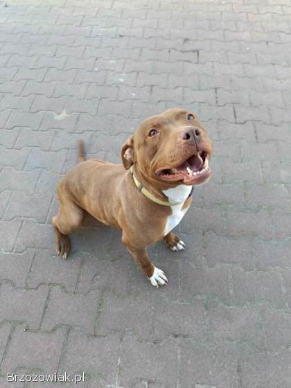 Megi -  wyjątkowa sunia w typie pitbulla szuka domu!
