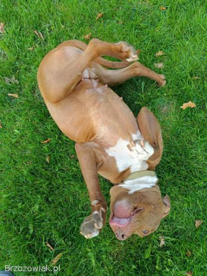 Megi -  wyjątkowa sunia w typie pitbulla szuka domu!