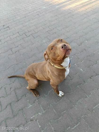 Megi -  wyjątkowa sunia w typie pitbulla szuka domu!