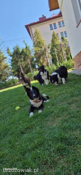 Border Collie