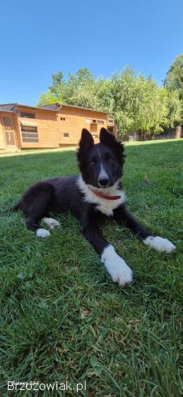 Border Collie