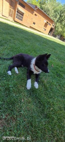Border Collie