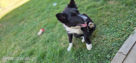 Border Collie