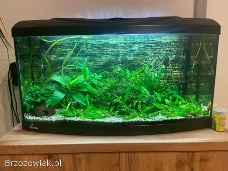 Akwarium 100 l