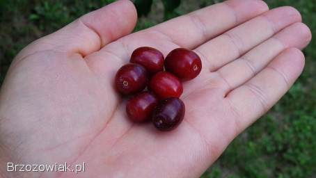 Dereń -  świeże owoce sprzedam