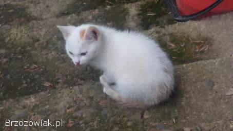 Kotki