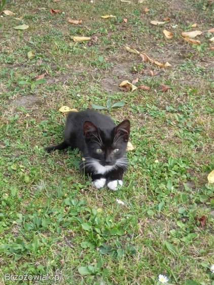 Szukam dobrych domów dla dwóch kociaków 🐱