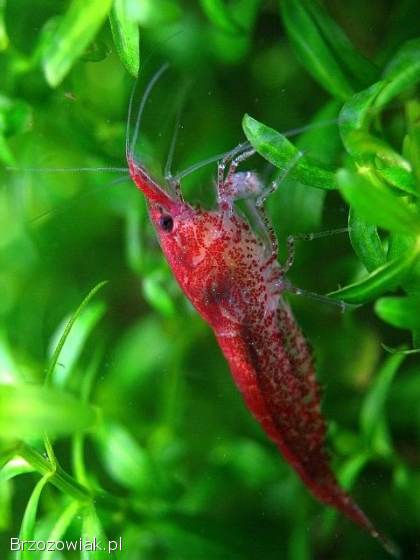 KREWETKI NEOCARIDINA DAVIDI VAR.  RED CHERRY