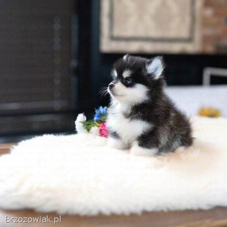 Super urocze miniaturowe szczenięta pomeraniana gotowe do adopcji PILNE PILNE