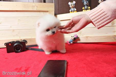 Super urocze miniaturowe szczenięta pomeraniana gotowe do adopcji PILNE PILNE