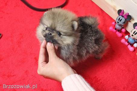 Super urocze miniaturowe szczenięta pomeraniana gotowe do adopcji PILNE PILNE