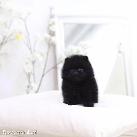 Super urocze miniaturowe szczenięta pomeraniana gotowe do adopcji PILNE PILNE
