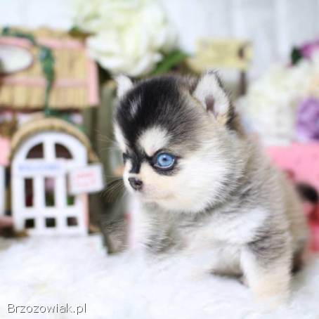 Super urocze miniaturowe szczenięta pomeraniana gotowe do adopcji PILNE PILNE